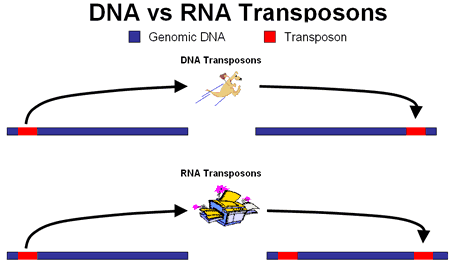 DNA transposons excise themselves from their original location, and insert themselves somewhere else in the genome. RNA transposons make a copy of themselves that inserts into a new location, leaving the original transposon intact.
