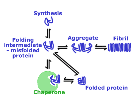 Proteins called chaperones which bind to unfolded proteins and prevent them from precipitating to form aggregates of amyloid fibrils.