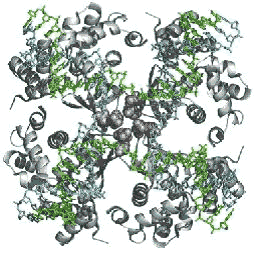 Figure 3 : The crystal structure of the Holliday junction DNA, a universal intermediate of DNA recombination, bound to a RuvA tetramer from E. coli. - Ariyoshi et al. (2000) PNAS 97, 8257-8262; PDB code 1c7y). Image kindly provided by Dr. Kenji Mizuguchi.