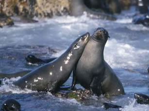 South African fur seals on Geyser Rock, off the coast of Gansbaai, South Africa