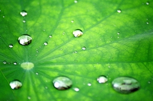 The surface chemistry of the lotus leaf repels water, providing the basis of its self-cleaning mechanism.