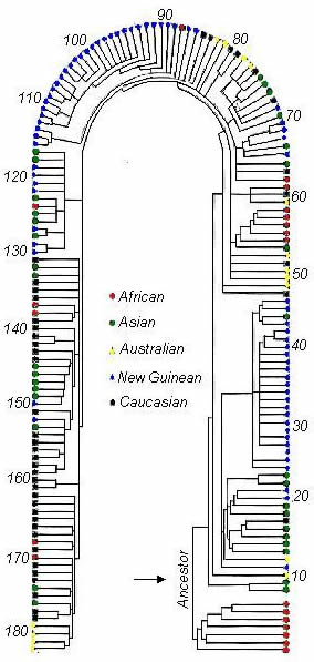 Figure 4: A lucky horseshoe for proponents of the OAR model - Genealogical tree for different types of human mtDNA. The black arrow points out the two primary branches, one of which leads exclusively to African individuals, indicated by red circles. The other branch contains all other racial groups as well as Africans. Thus we can infer that the common ancestor (