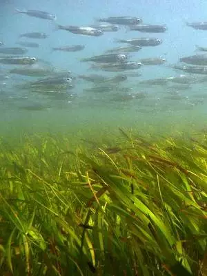 Fish shoal and seagrass