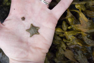 Adult Asterina gibbosa and juvenile Asterina phylactica