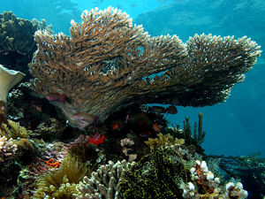 Table coral Acropora