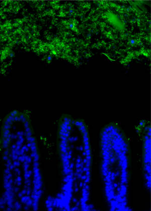 Intestinal bacteria (green) are maintained at a distance from the epithelial surface (blue).