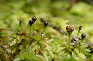Habit shot of the low-growing Sphagnum moss showing reproductive heads with capsules raised above the mat by pseudopodia. 