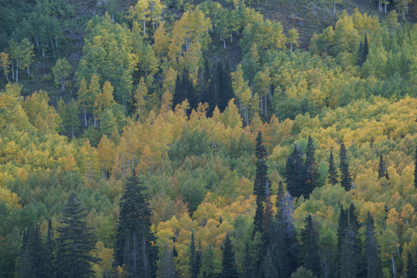 Utah forest