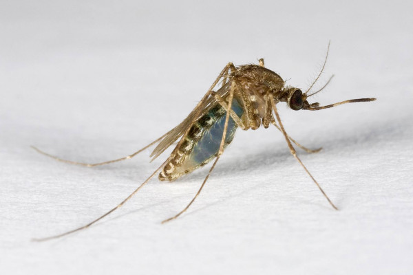 The mosquito Culex annulirostris after feeding on a nucleic acid preservation card which had been baited with blue-coloured honey. Photograph courtesy of Paul Zborowski.