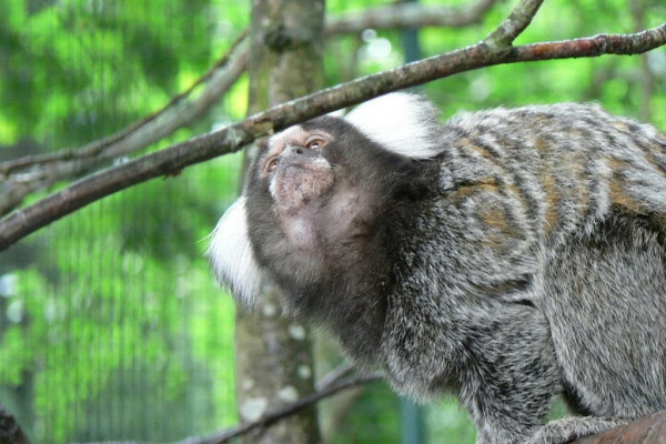 Common marmoset, callithrix jacchus