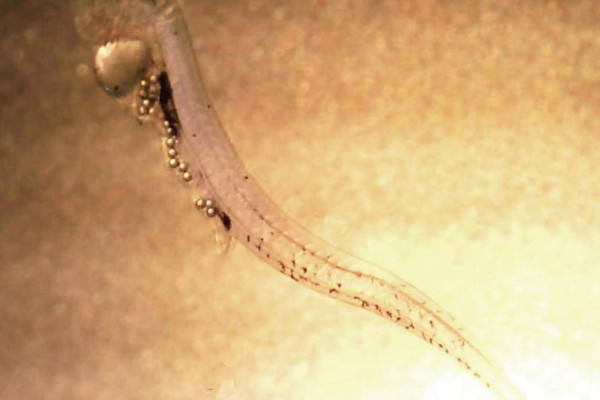 Fish larvae with belly full of microbeads