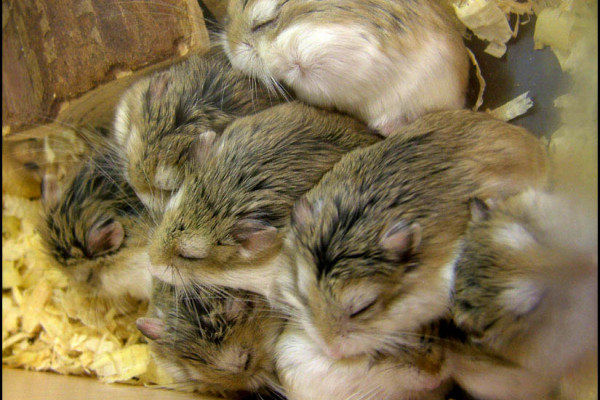 Sleeping hamsters piled up