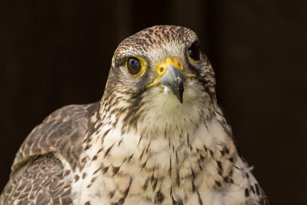 Falcon - Bird of Prey