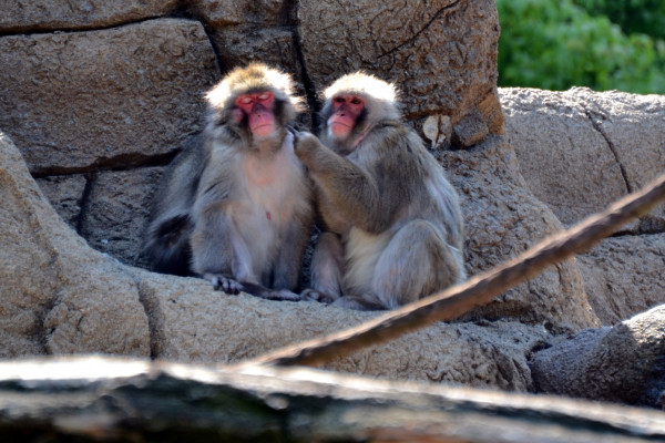 Macaques (Japanese snow monkeys)