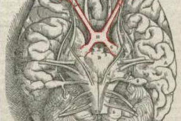 The optic chiasma - where the optic nerve fibres cross.