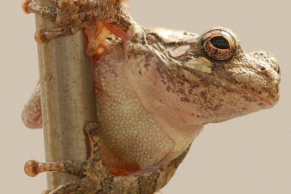 Treefrog