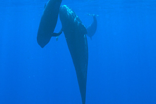 Pilot Whales, mother and calf, Kona, Hawaii.