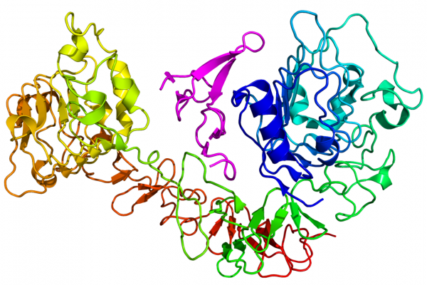 Cartoon diagram of the epidermal growth factor receptor (EGFR) (rainbow colored, N-terminus = blue, C-terminus = red) complexed its ligand epidermal growth factor (magenta) based on the PDB 1NQL crystallographic coordinates.