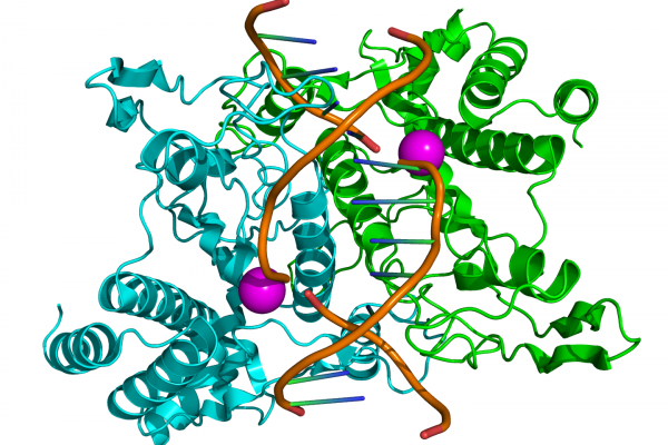 Structure of the homodimeric restriction enzyme EcoRI (cyan and green cartoon diagram) bound to double stranded DNA (brown tubes)