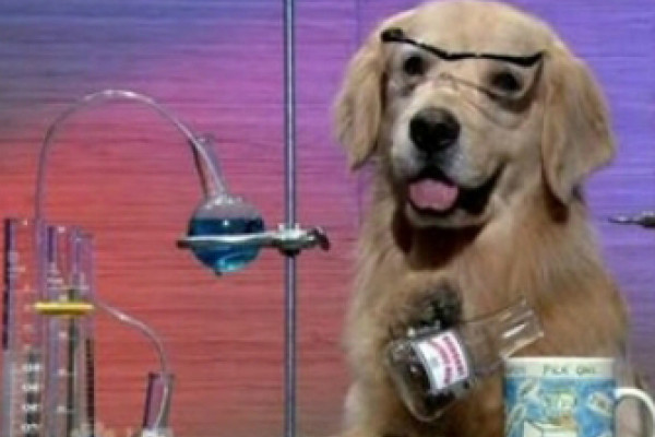 Dog scientist