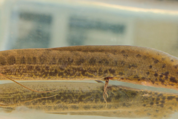 african lungfish