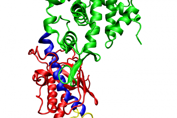  One molecule of the Dicer-homolog protein from Giardia intestinalis, colored by domain (PAZ domain yellow, platform domain red, connector helix blue, RNase and bridge domains green). Dicer is an RNase that cleaves long double-stranded RNA molecules...
