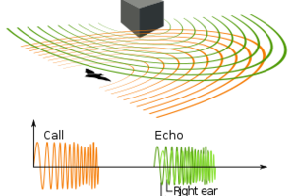 echolocation