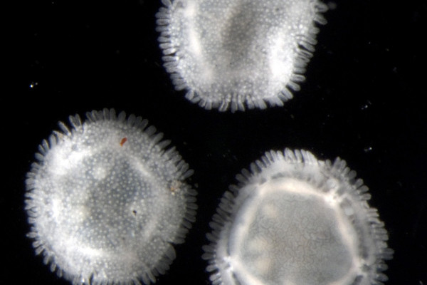 Specimens of Xyloplax, 2-5mm across, collected from the Pacific Ocean at a depth of 2,202 meters (7,267 feet)