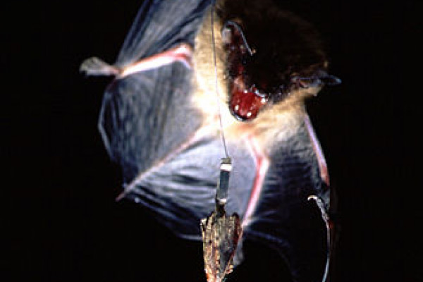 A Big Brown Bat approaches a wax moth.