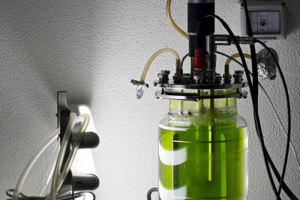 Algae in a bioreactor