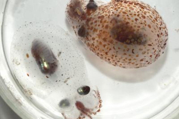 squid and octopus