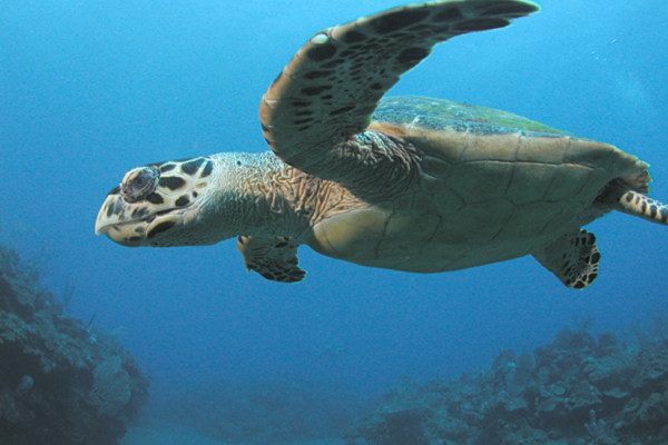 Hawksbill Turtle, Saba, Netherlands Antilles. Image taken by Clark Anderson/Aquaimages.