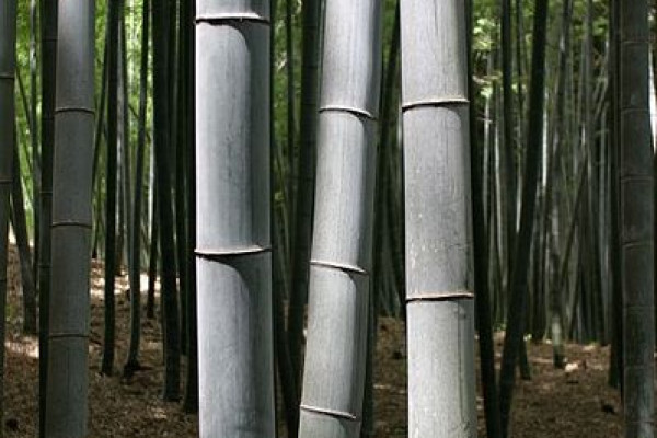 Bamboo trees in Kyoto, Japan.