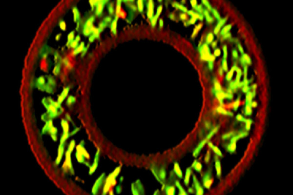 3D printing of bacteria within gelatin containers