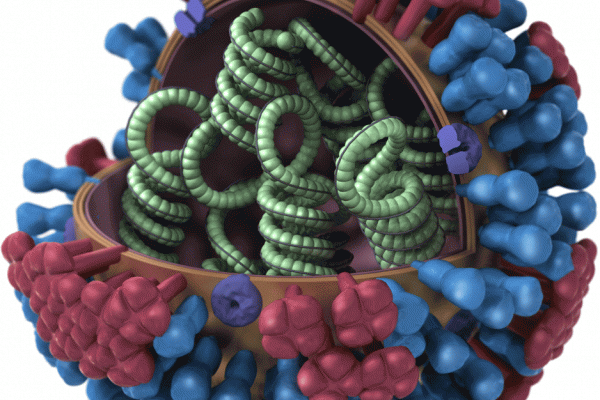  3D model of an influenza virus particle. Each virion measures about 100nm (1/10,000th mm) in diameter; the envelope bears molecules of haemagglutinin (blue) and neuraminidase (red) and encloses 8 ribonucleoproteins (RNP), which encode the viral...