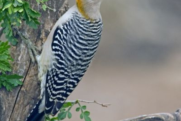Golden Fronted Woodpecker (Melanerpes aurifrons)