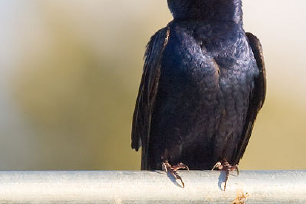 Purple Martin in Redmond, Washington, USA.
