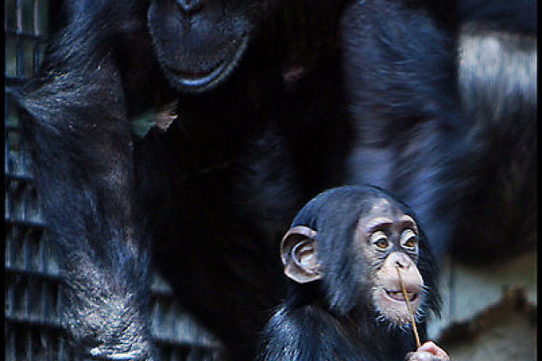 Baby and mother chimpanzee at Baltimore Zoo