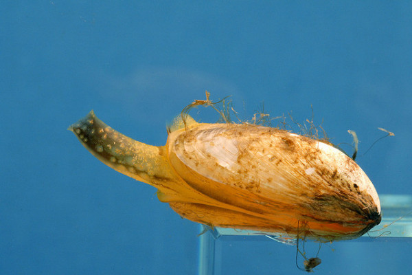 Quagga Mussel