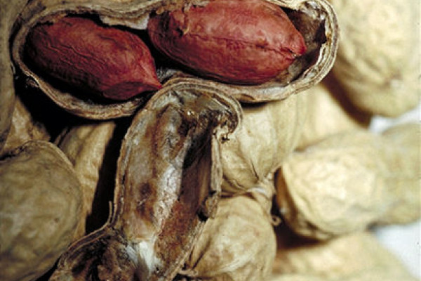 Close up of peanuts