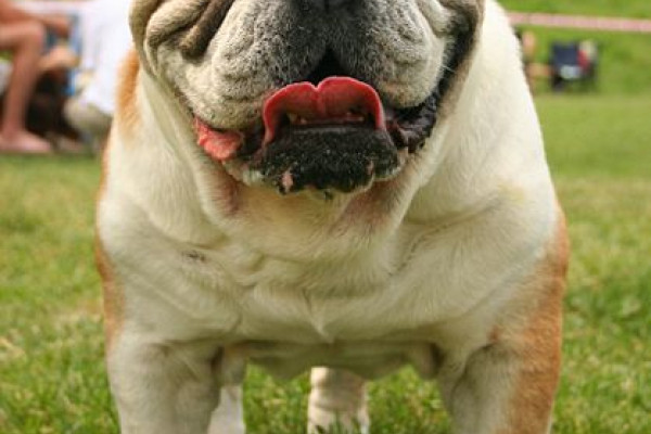 English Bulldog during dog's show in Racibórz, Poland