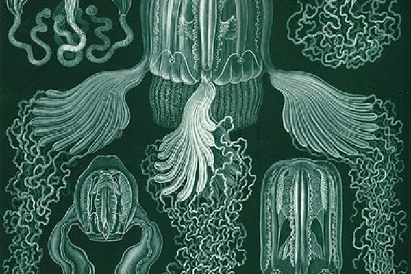 Haeckel box jellyfish