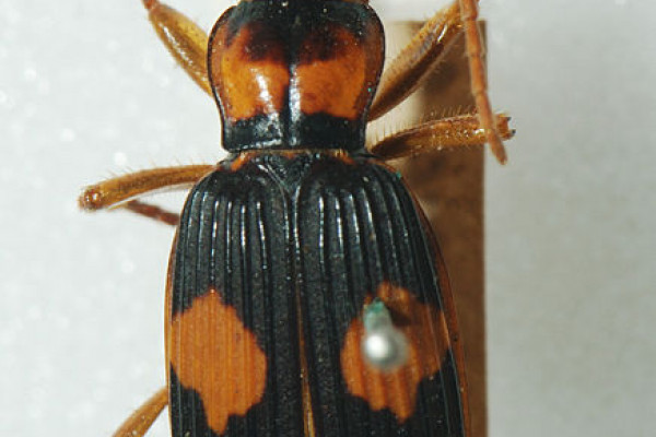 Bombardier Beetle