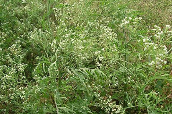 Parthenium hysterophorus