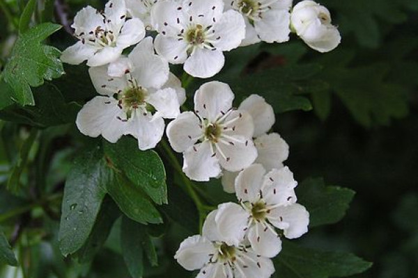 Common Hawthorn flowers.