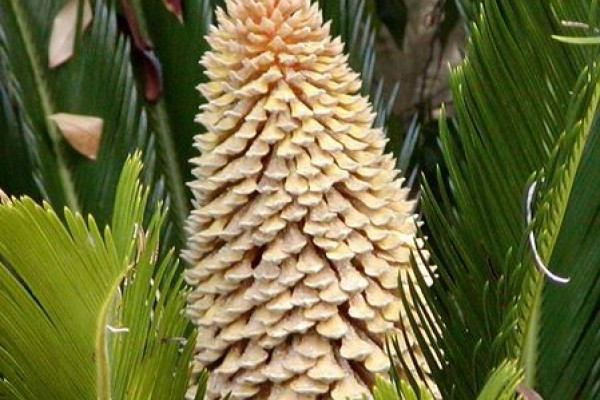 A cycad inflorescence