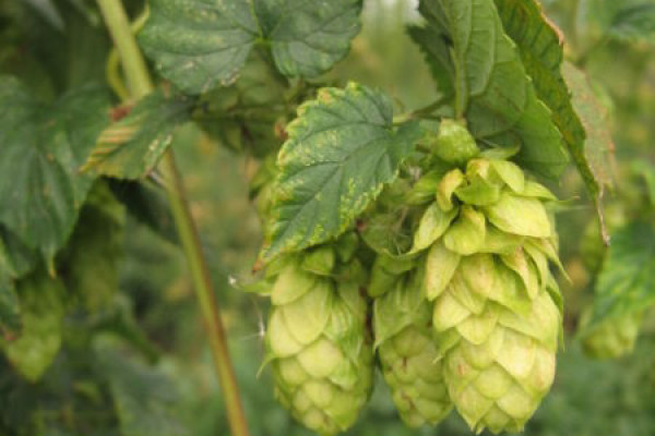 Hops are a key ingredient in beer