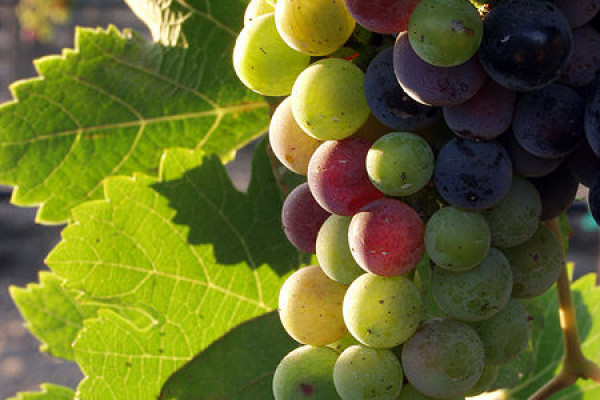 Grapes from the Guadalupe Valle, Baja California, Mexico, during the pigmentation stage.