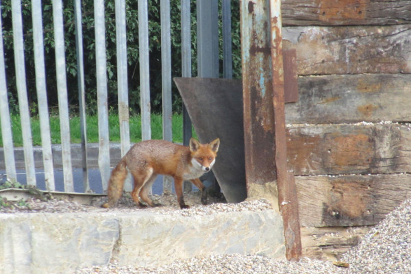 Urban Fox