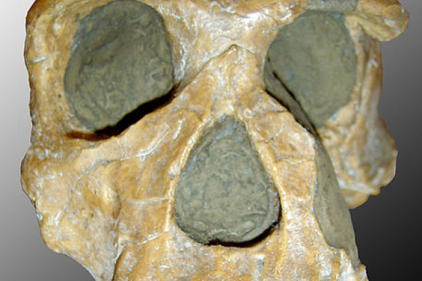 Skull of Homo Habilis